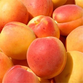 Abricots  55/60 le kilo