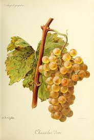 raisin chasselas les 500gr