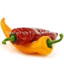 Poivron corne les 500 gr