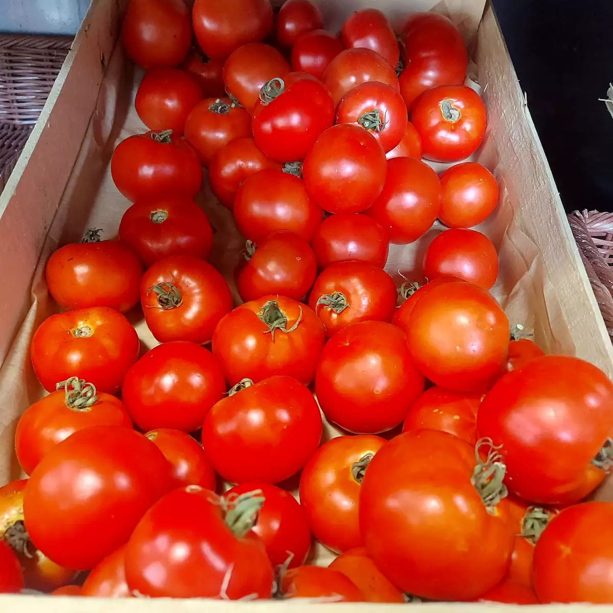Tomates rondes