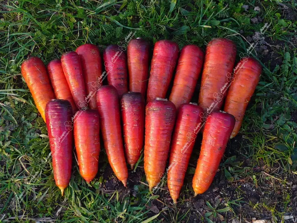 Carottes rouge sang les 500g