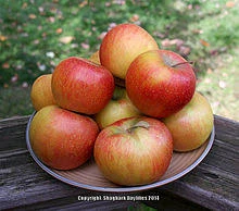 Pomme Rubinette le kg