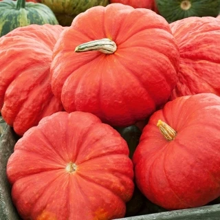 Courge rouge vif d'estampes  le kg