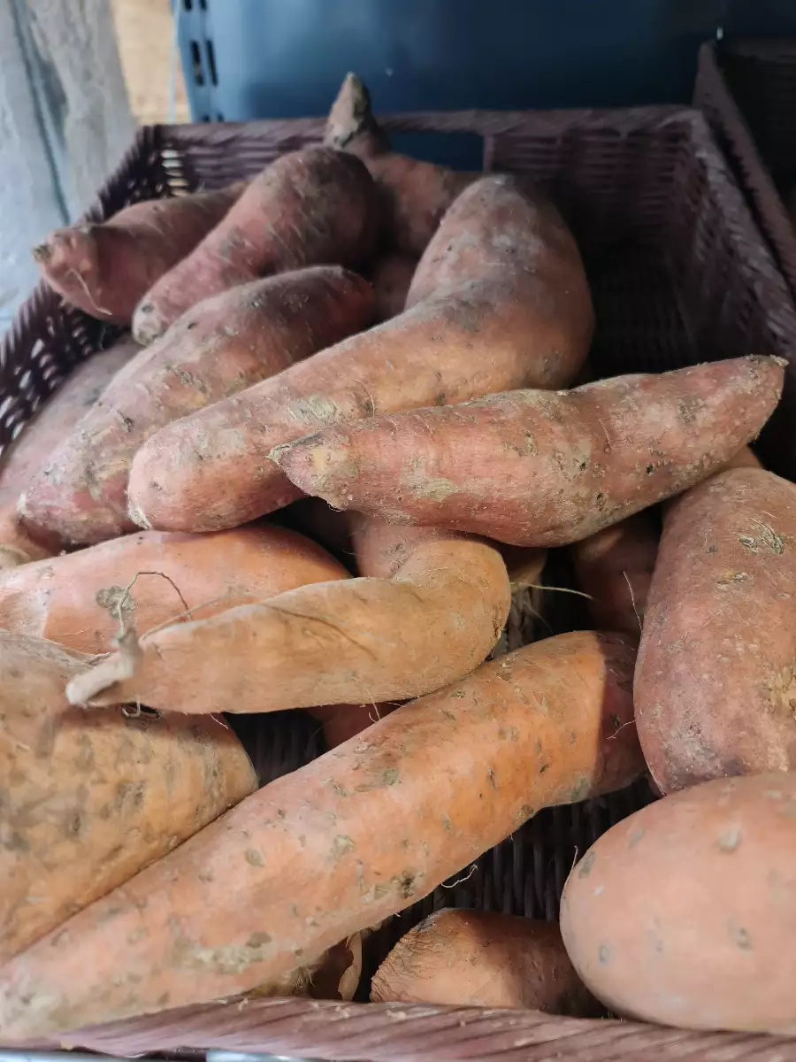 Patate douce France les 500gr